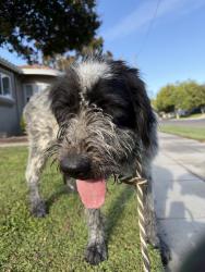 Found/Stray Female Dog last seen Fresno High School, Fresno, CA 93704