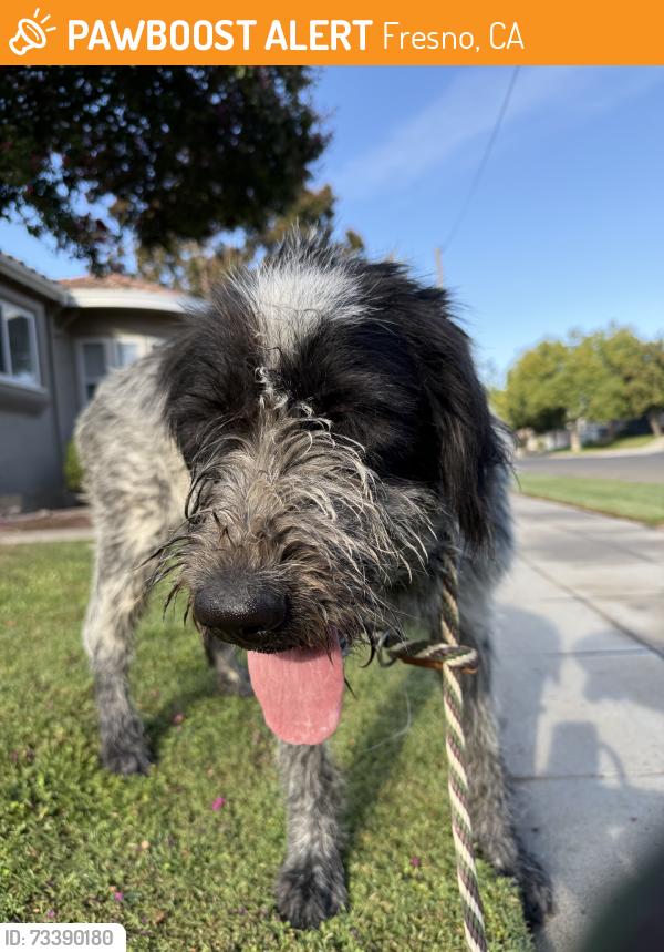 Found/Stray Female Dog last seen Fresno High School, Fresno, CA 93704