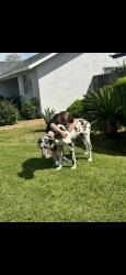 Reunited Male Dog last seen S Willow Ave, California, USA, Compton, CA 90221