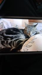 Lost Male Cat last seen Cristalpeaks, South Yorkshire, England 