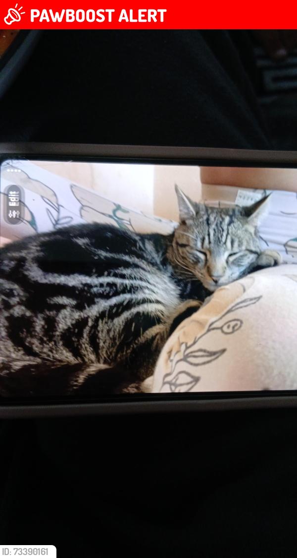 Lost Male Cat last seen Cristalpeaks, South Yorkshire, England 