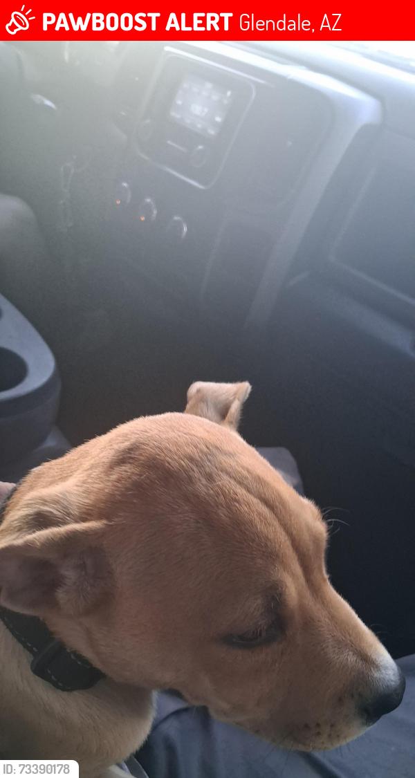Lost Male Dog last seen Taco bell plaza, Glendale, AZ 85302