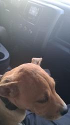 Lost Male Dog last seen Taco bell plaza, Glendale, AZ 85302