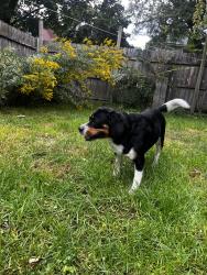 Reunited Male Dog last seen Augusta and Laramie, Chicago, IL 60651