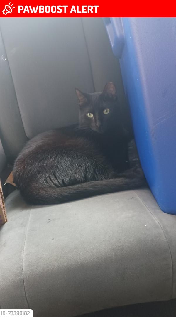 Lost Female Cat last seen Cubesmart, Lake Worth Beach, FL 33460