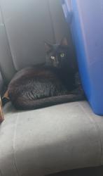 Lost Female Cat last seen Cubesmart, Lake Worth Beach, FL 33460