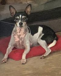 Lost Female Dog last seen Seminole, cherokee, Magnolia, TX 77354