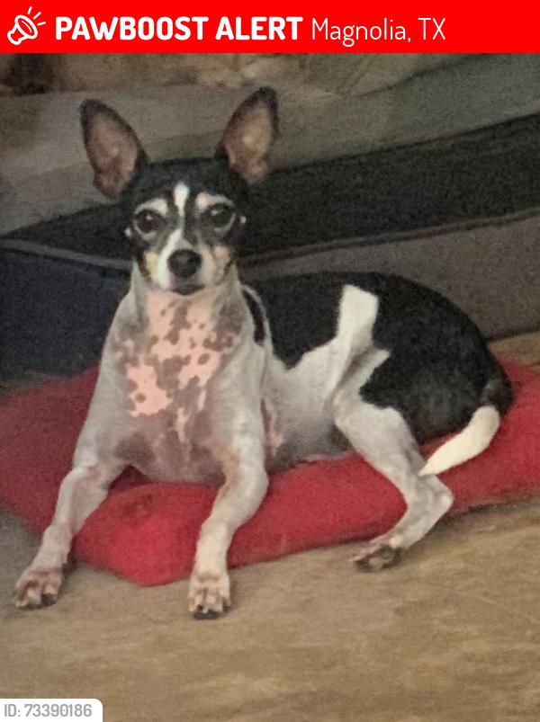Lost Female Dog last seen Seminole, cherokee, Magnolia, TX 77354