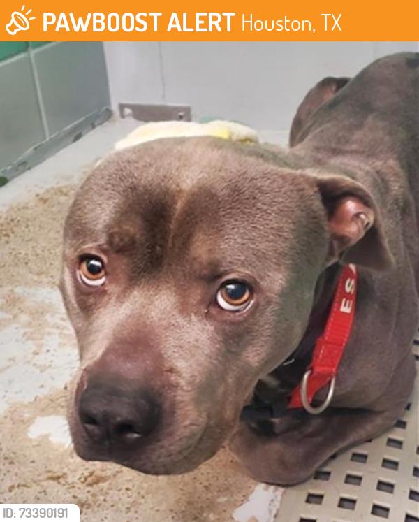 Found/Stray Male Dog last seen Nathaniel 77075, Houston, TX 77075