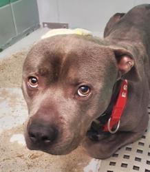 Found/Stray Male Dog last seen Nathaniel 77075, Houston, TX 77075