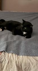 Lost Male Cat last seen Nimisila Rd or Comet Rd, Clinton, OH 44216