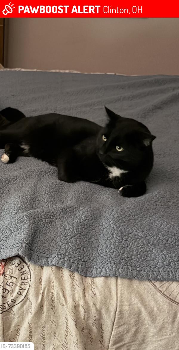Lost Male Cat last seen Nimisila Rd or Comet Rd, Clinton, OH 44216