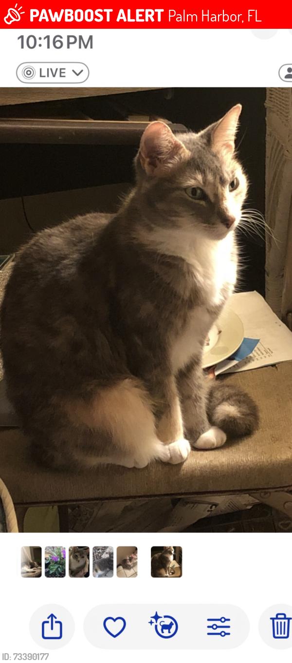 Lost Female Cat last seen Beacon Groves, Palm Harbor, FL 34683