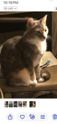 Lost Female Cat last seen Beacon Groves, Palm Harbor, FL 34683