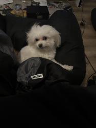 Lost Female Dog last seen Marathon Gas station, Garfield Heights, OH 44125