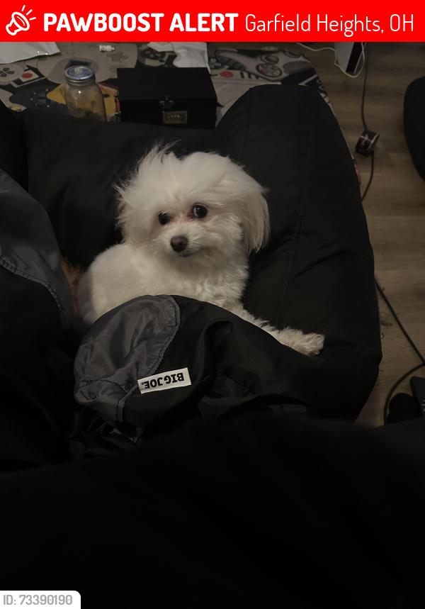 Lost Female Dog last seen Marathon Gas station, Garfield Heights, OH 44125