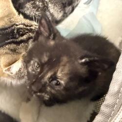 Shelter Stray Female Cat last seen , Animal Care & Control Team of Philly, 111 W Hunting Park Ave, Philadelphia, PA 19140, USA