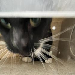Shelter Stray Male Cat last seen , Animal Care & Control Team of Philly, 111 W Hunting Park Ave, Philadelphia, PA 19140, USA