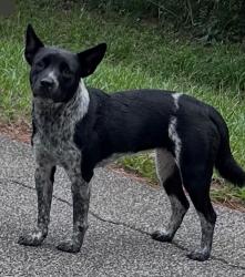 Found/Stray Female Dog last seen creekway dr., cypress, tx 77429, Houston, TX 77429