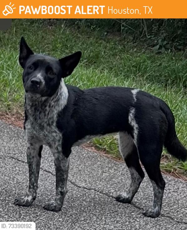 Found/Stray Female Dog last seen creekway dr., cypress, tx 77429, Houston, TX 77429