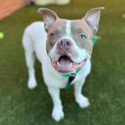 Shelter Stray Male Dog last seen , Animal Care & Control Team of Philly, 111 W Hunting Park Ave, Philadelphia, PA 19140, USA
