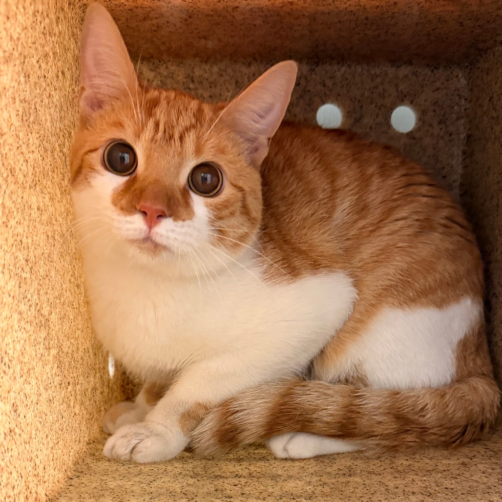 Shelter Stray Unknown Cat last seen , Animal Care & Control Team of Philly, 111 W Hunting Park Ave, Philadelphia, PA 19140, USA