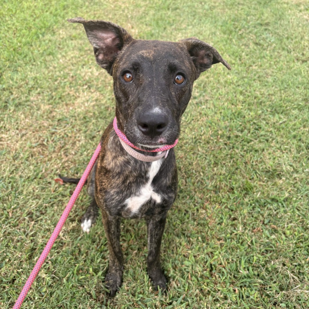 Shelter Stray Female Dog last seen , 328 Furman Hall Rd, Greenville, SC 29609, USA