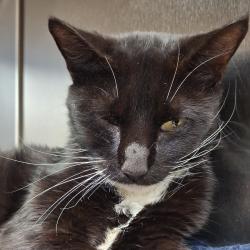 Shelter Stray Male Cat last seen , 1244 N Delsea Dr, Vineland, NJ 08360, USA