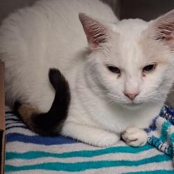 Shelter Stray Female Cat last seen , 1244 N Delsea Dr, Vineland, NJ 08360, USA