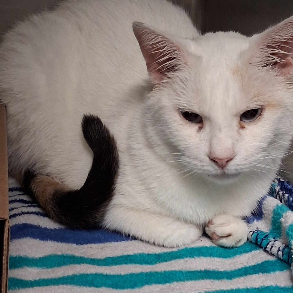 Shelter Stray Female Cat last seen , 1244 N Delsea Dr, Vineland, NJ 08360, USA