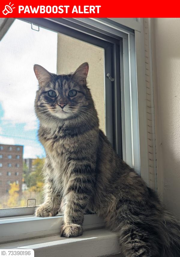 Lost Female Cat last seen Between Bloor & Mill Rd and Bloor & Fieldgate, Mississauga, ON L4X 1T3