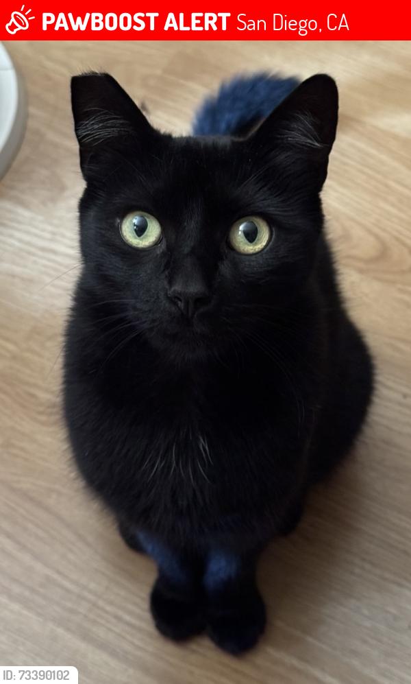 Lost Female Cat last seen Saluda Ave, San Diego, CA 92126