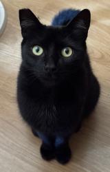 Lost Female Cat last seen Saluda Ave, San Diego, CA 92126