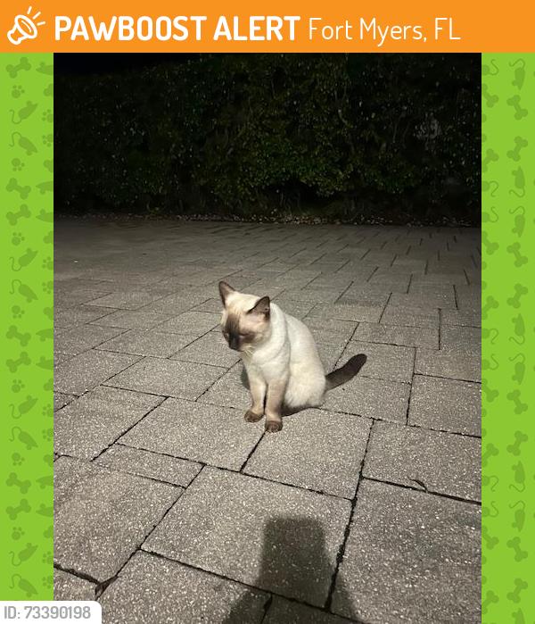 Found/Stray Unknown Cat last seen Fiddlesticks and Daniels Parkway, Fort Myers, FL 33912