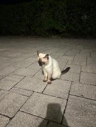 Found/Stray Unknown Cat last seen Fiddlesticks and Daniels Parkway, Fort Myers, FL 33912