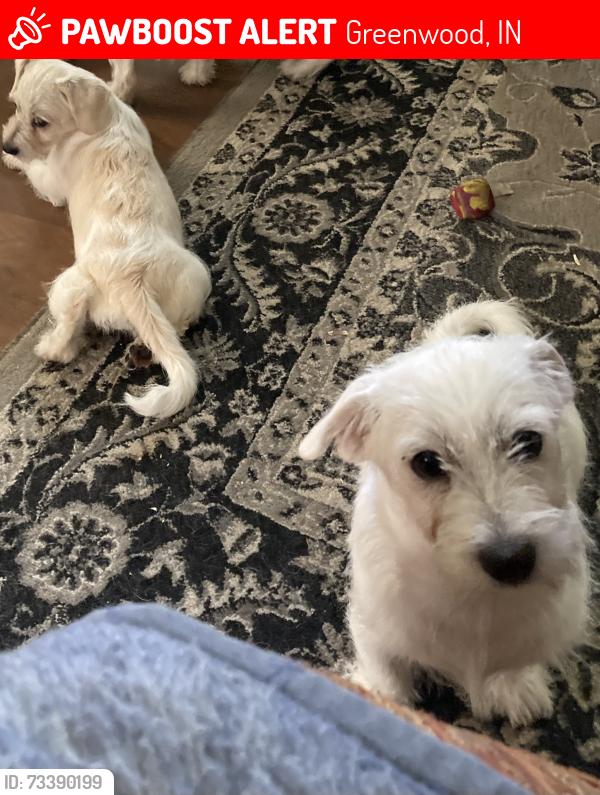 Lost Male Dog last seen Fry Road, Greenwood, IN 46142