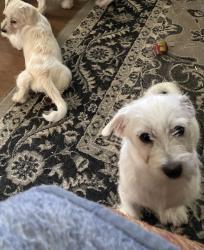 Lost Male Dog last seen Fry Road, Greenwood, IN 46142