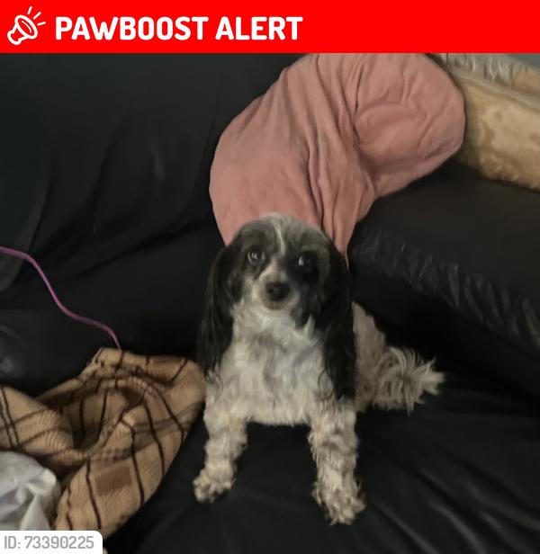 Lost Female Dog last seen Frount st. And craven st, Greater London, England 