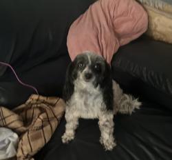 Lost Female Dog last seen Frount st. And craven st, Greater London, England 