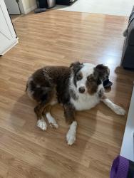 Reunited Male Dog last seen 11th st lake Elsinore, Lake Elsinore, CA 92532
