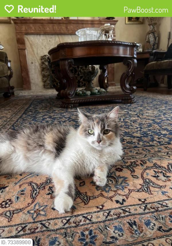 Reunited Female Cat last seen jarvis, wilcox, willowmont, San Jose, CA 95118