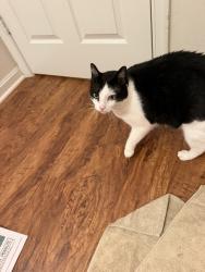 Found/Stray Male Cat last seen Cabin Creek Rd and Marcey Creek Rd, Herndon, VA 20171