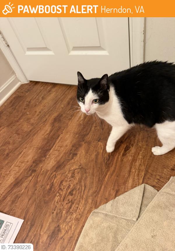 Found/Stray Male Cat last seen Cabin Creek Rd and Marcey Creek Rd, Herndon, VA 20171