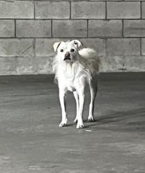 Found/Stray Male Dog last seen 4th / Commonwealth, Los Angeles, CA 90020
