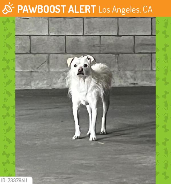 Found/Stray Male Dog last seen 4th / Commonwealth, Los Angeles, CA 90020