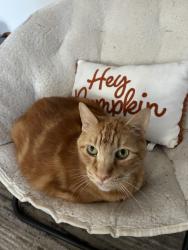 Reunited Male Cat last seen Near Perktel St, Sacramento, CA 95815, USA, Sacramento, CA 95815