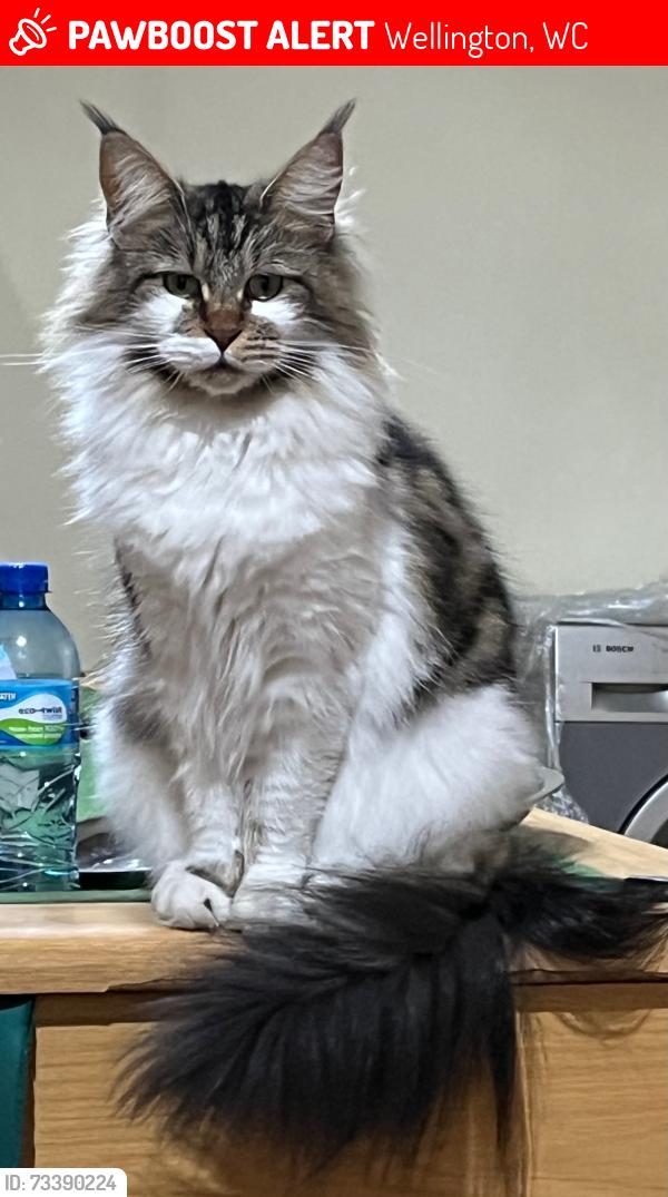 Lost Female Cat last seen Shah's Corner, Wellington, WC 7655