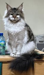 Lost Female Cat last seen Shah's Corner, Wellington, WC 7655