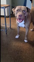 Lost Male Dog last seen Near briant ave n, Minneapolis, MN 55411