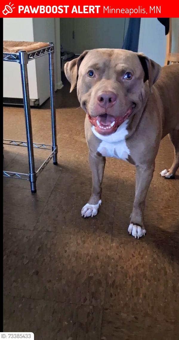 Lost Male Dog last seen Near briant ave n, Minneapolis, MN 55411